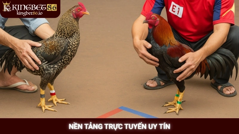 Nền tảng trực tuyến uy tín