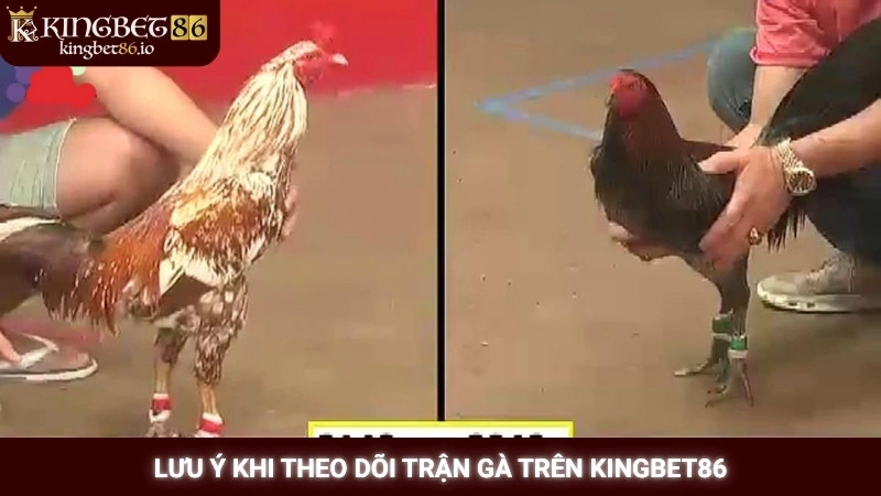 Lưu ý khi theo dõi trận gà trên Kingbet86