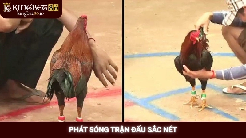 Phát sóng trận đấu sắc nét