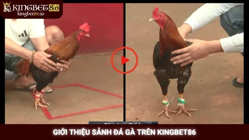Giới thiệu sảnh Đá gà trên Kingbet86