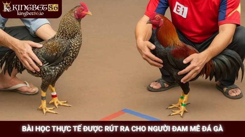 Bài học thực tế được rút ra cho người đam mê đá gà